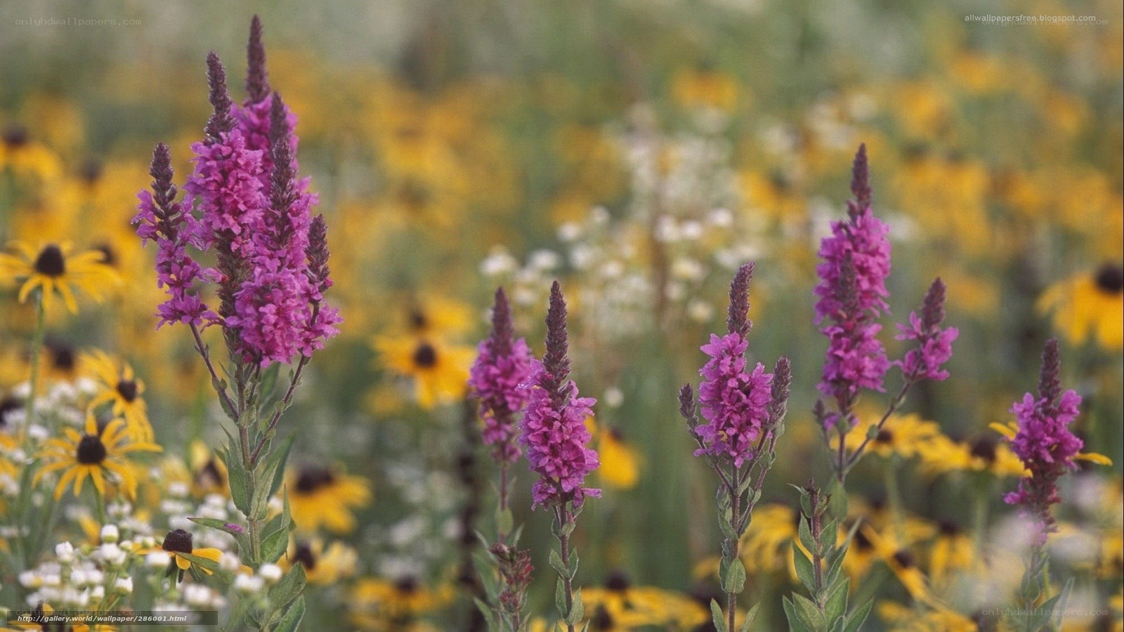 Purple flowers in a meadow
