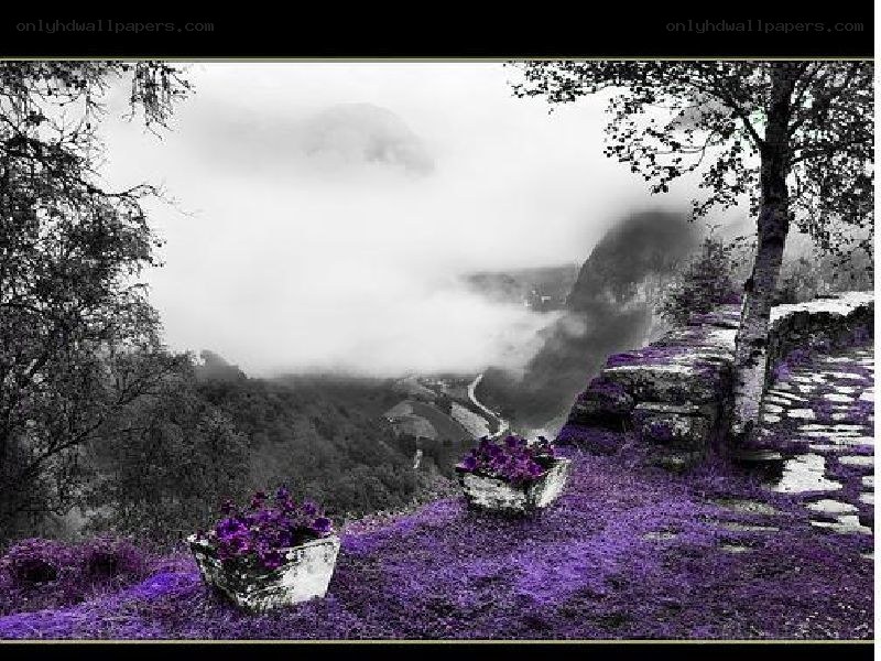 Purple flowers in a misty valley