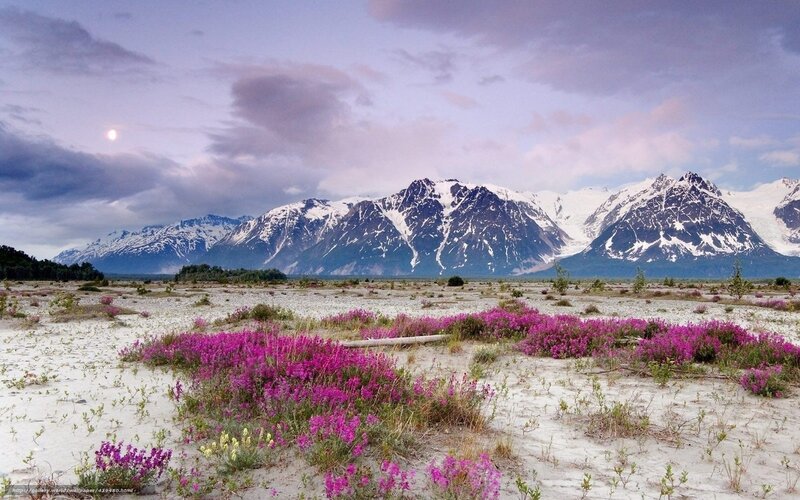 Purple flowers in a mountain valley