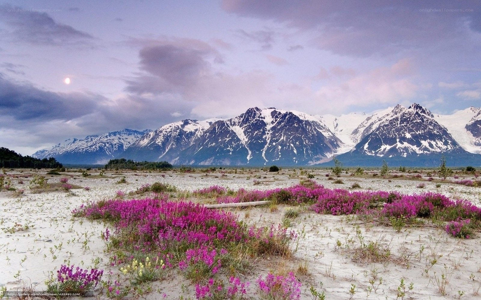 Purple flowers in a mountain valley