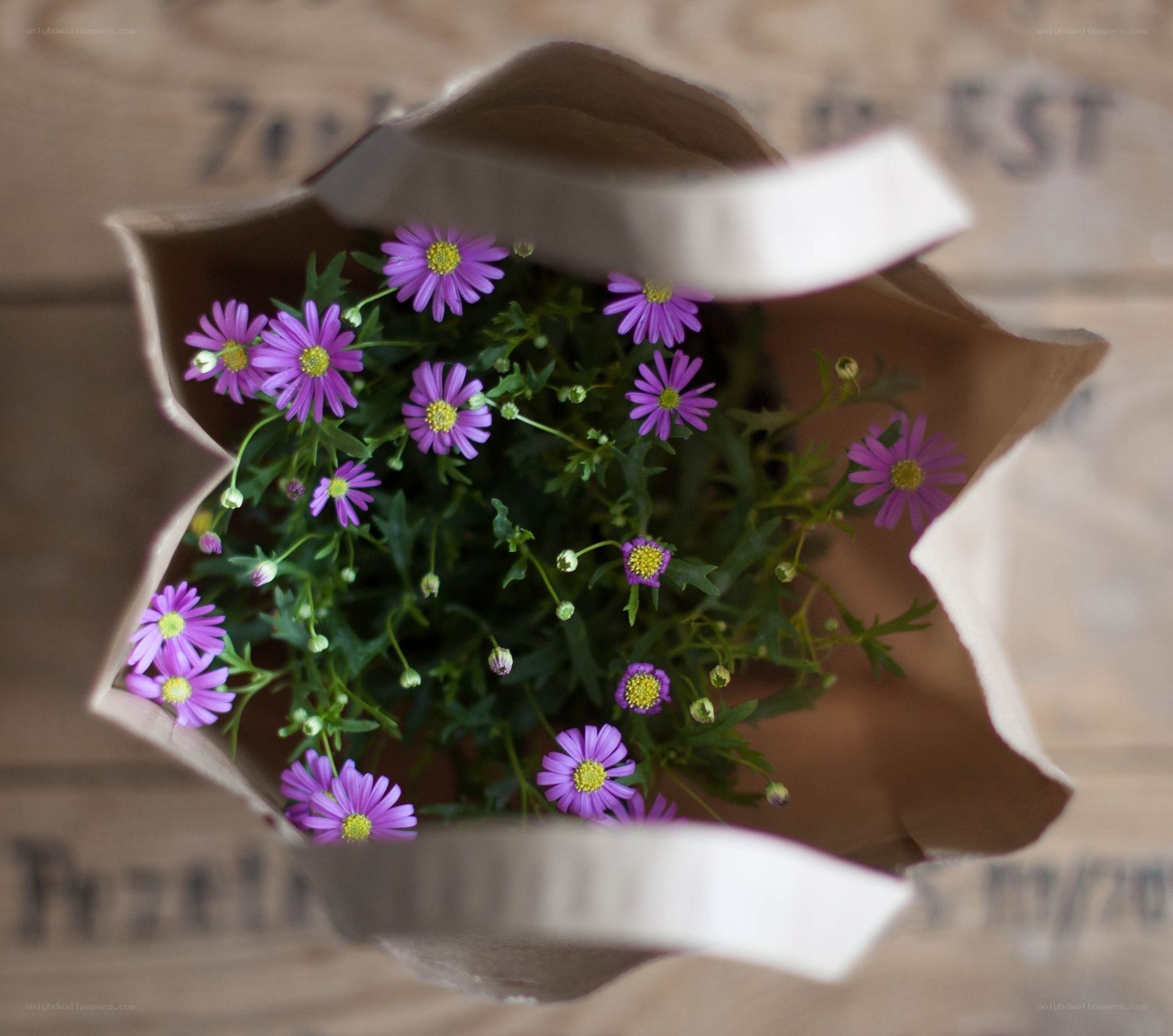 Purple flowers in a paper bag
