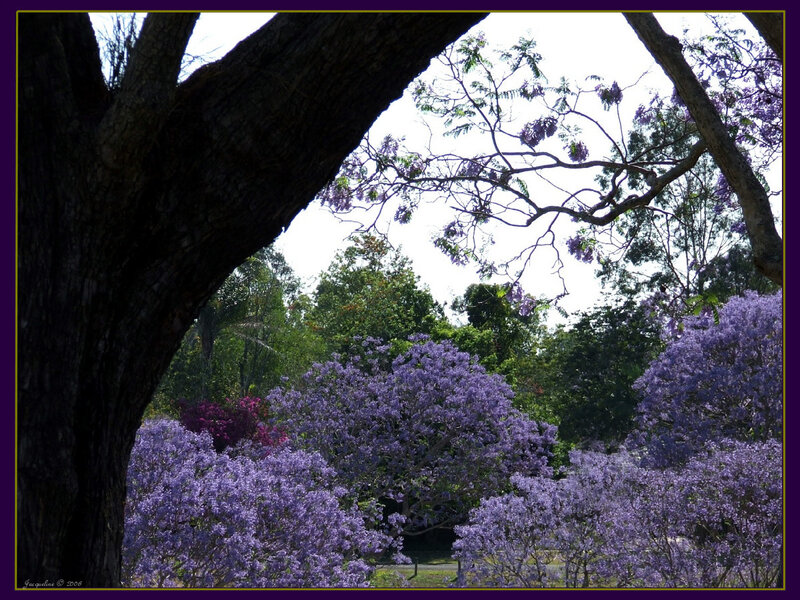 Purple flowers in a park