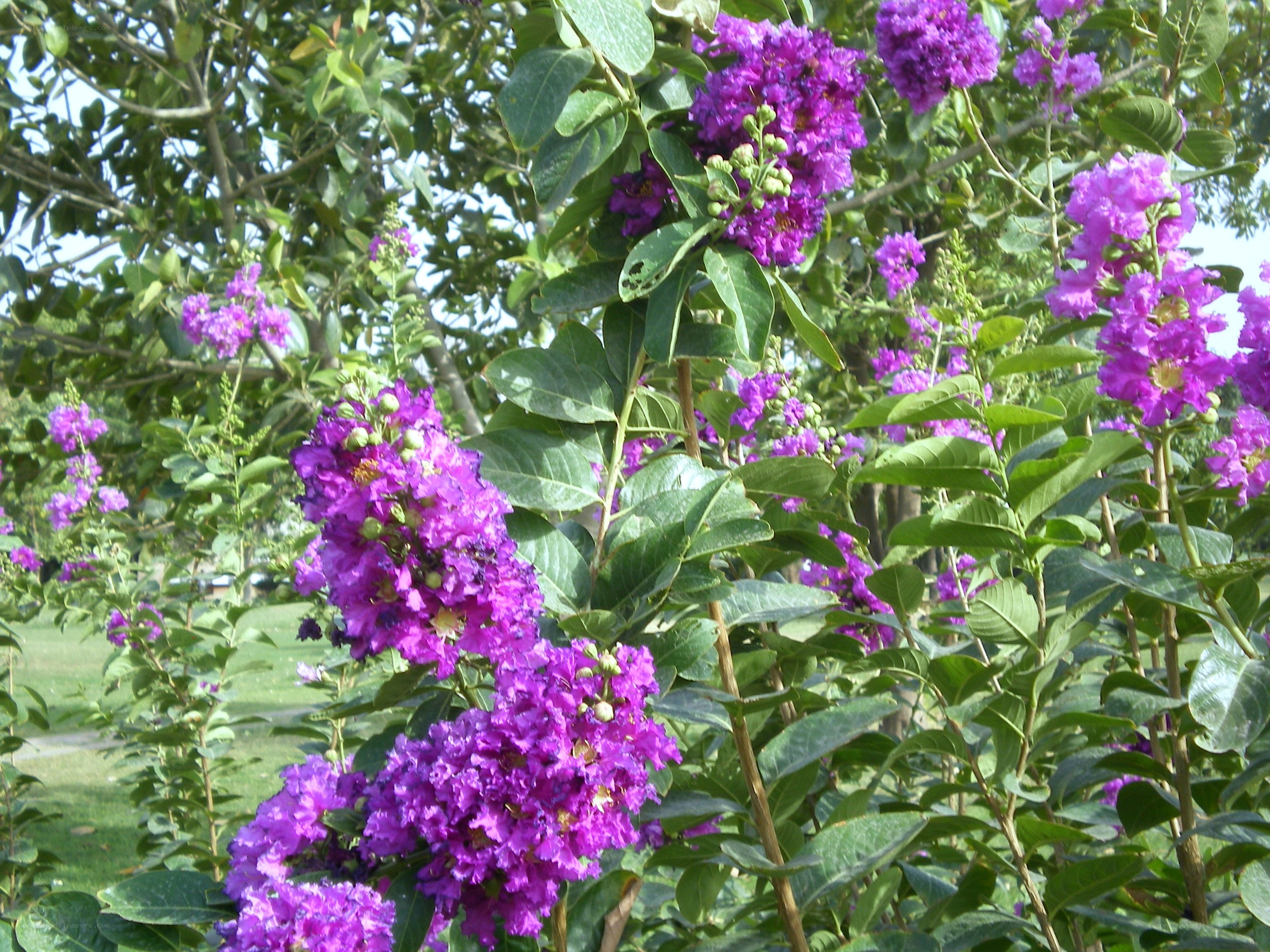 purple flowers in a park
