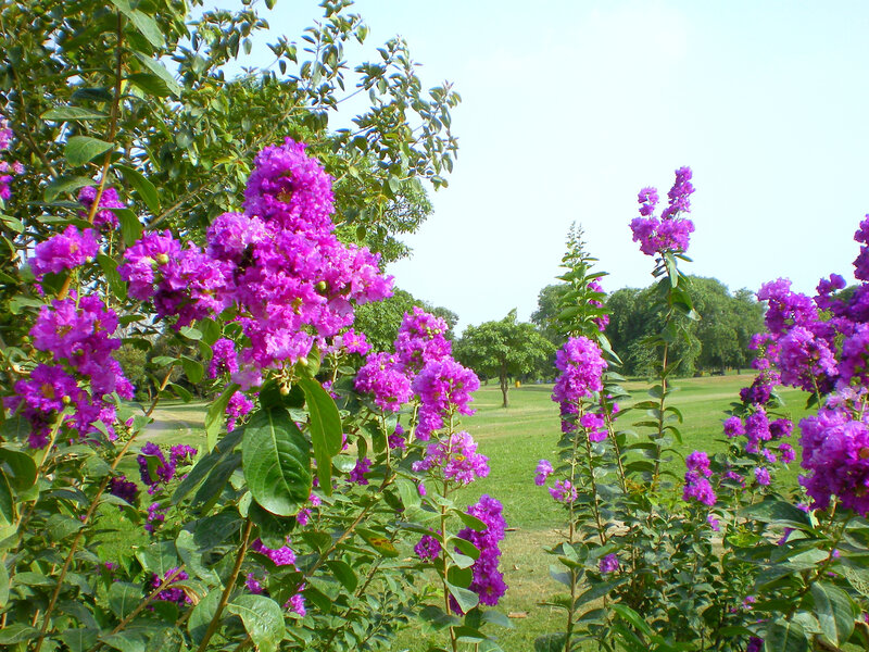 Purple flowers in a park
