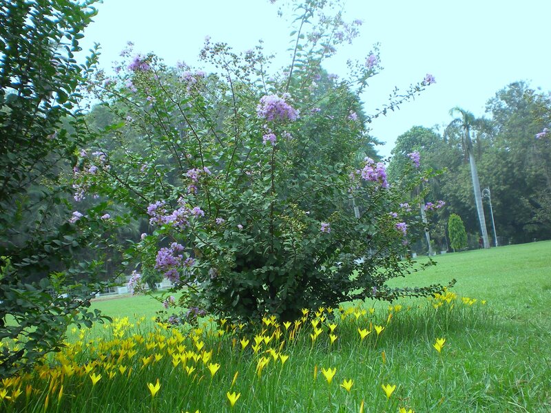 Purple flowers in a park