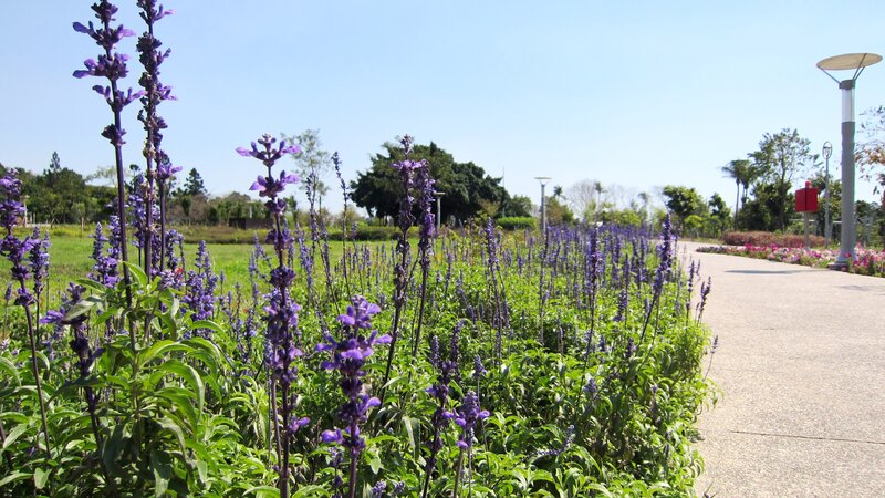 Purple Flowers in a Park — Serene