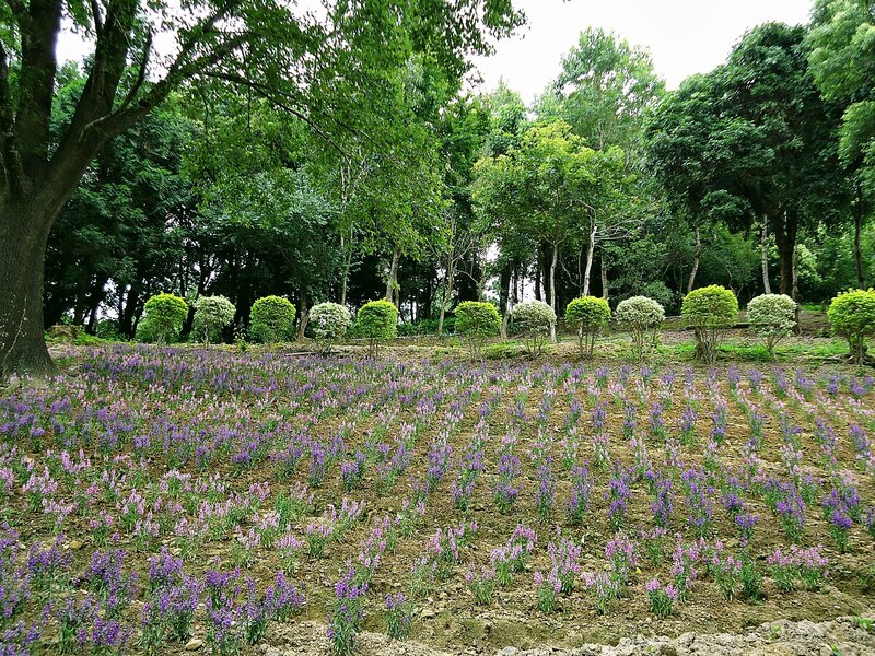 purple flowers in a park