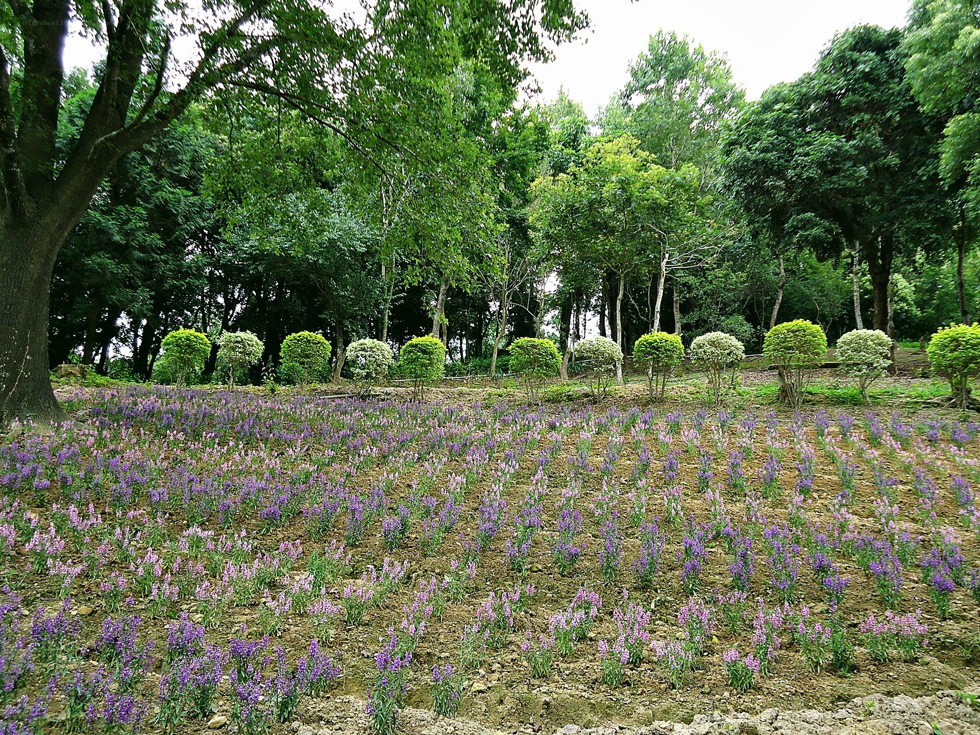 purple flowers in a park