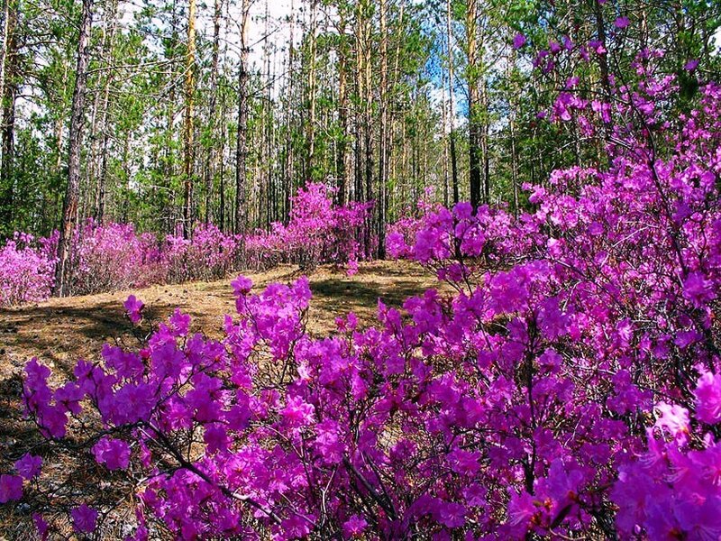 Purple flowers in a pine forest