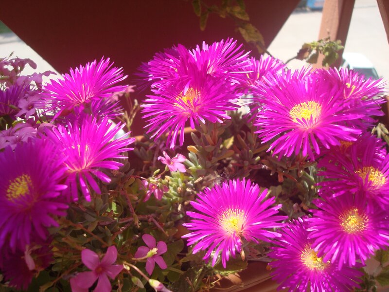 Purple flowers in a planter