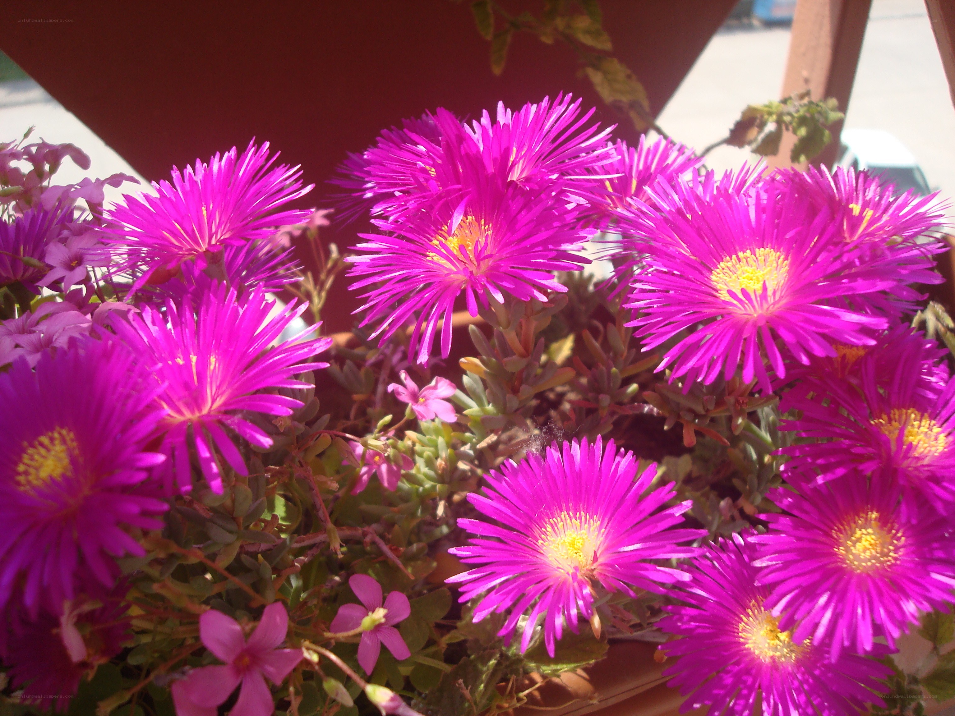 Purple flowers in a planter