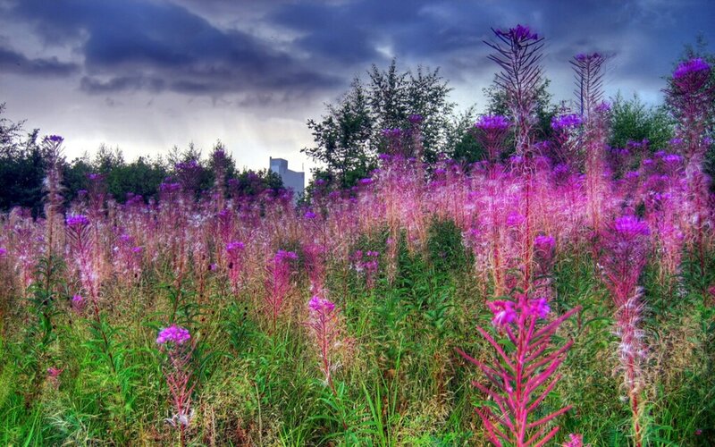 Purple flowers in a stormy field