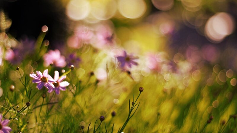 Purple flowers in a sunlit field