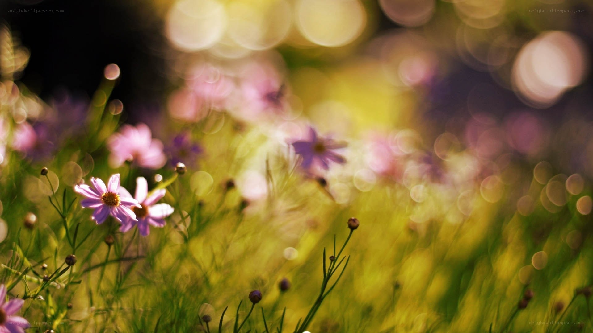 Purple flowers in a sunlit field