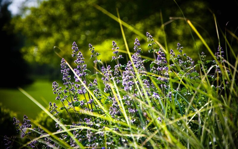 Purple flowers in a sunlit garden