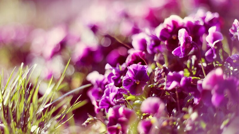 Purple flowers in a sunny field