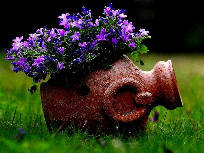 purple flowers in a teapot