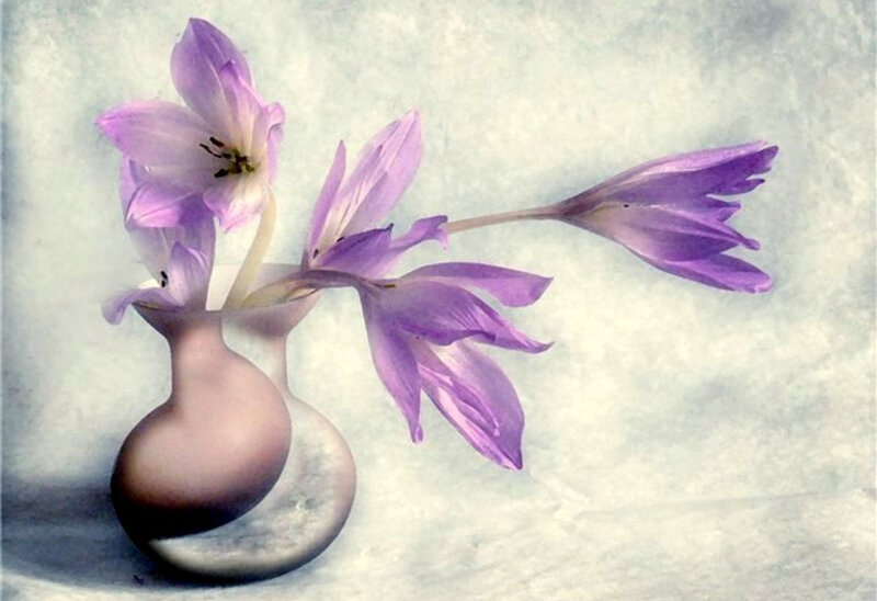 Purple flowers in a vase
