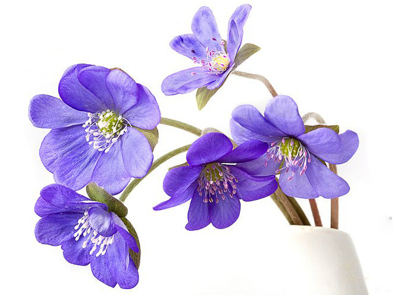 Purple Flowers in a Vase — Calm, Spring