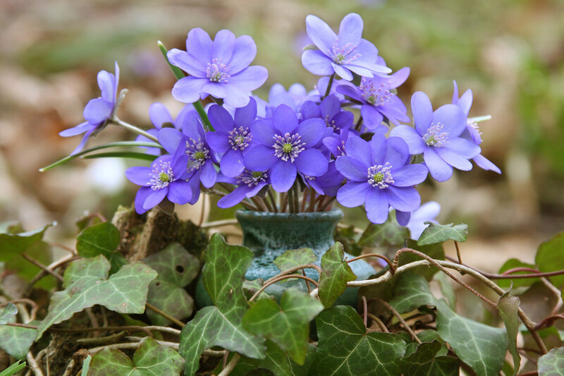 Purple Flowers in a Vase — Serene, Spring