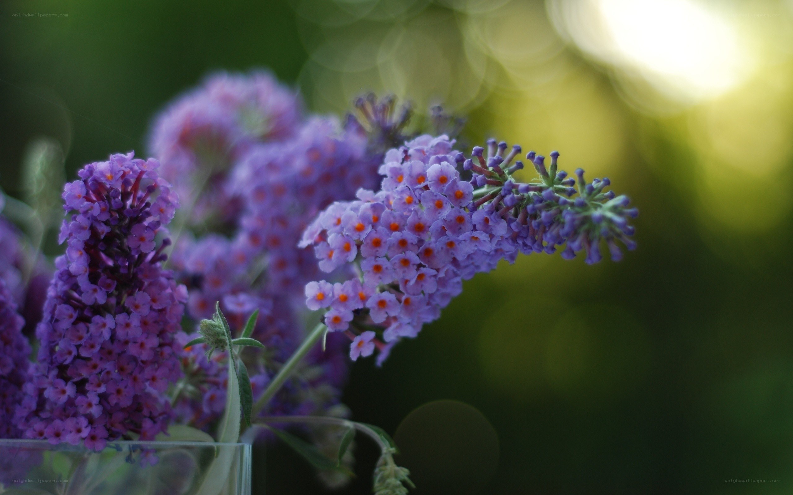 purple flowers in a vase