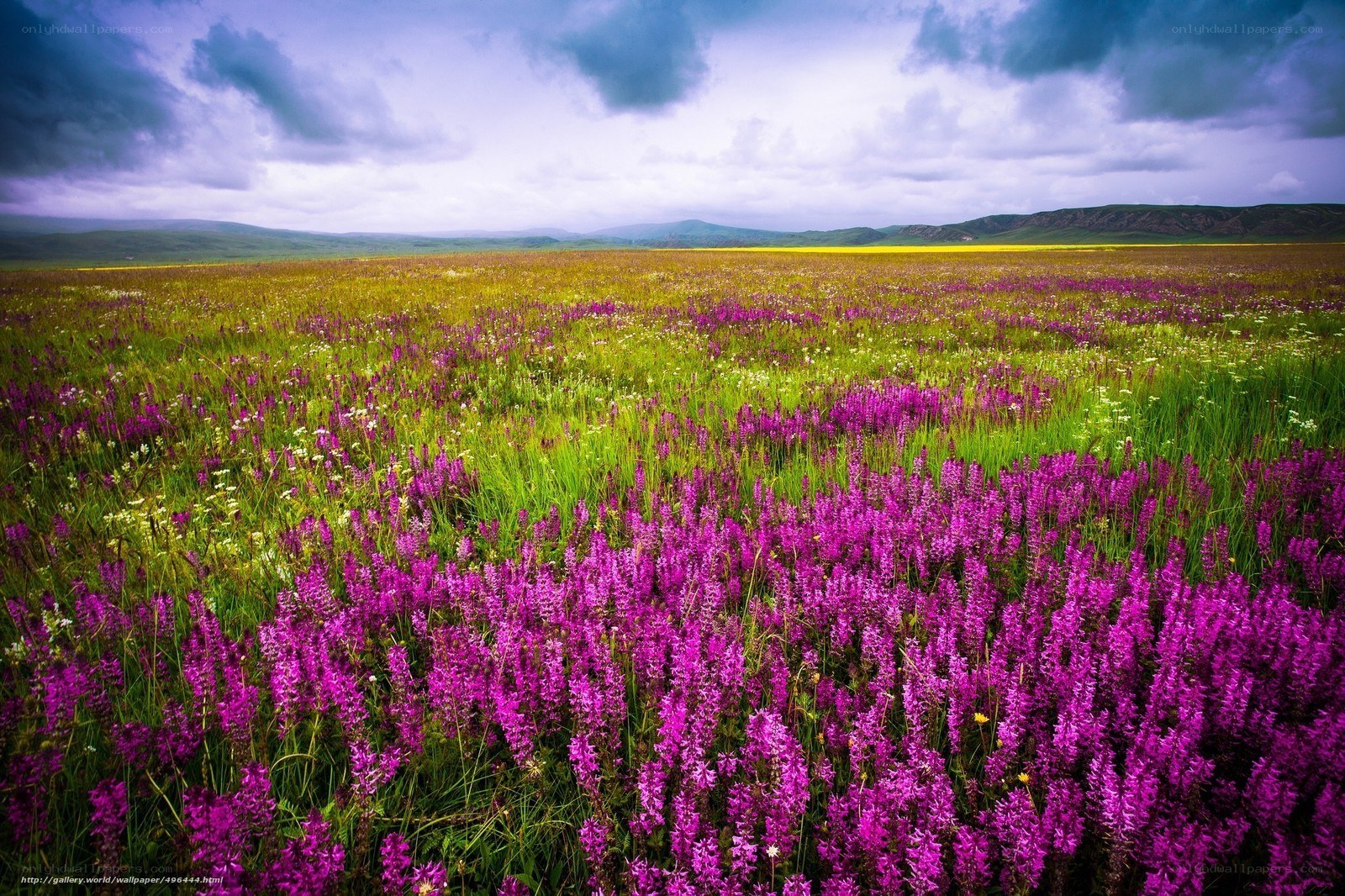 Purple flowers in a vast field