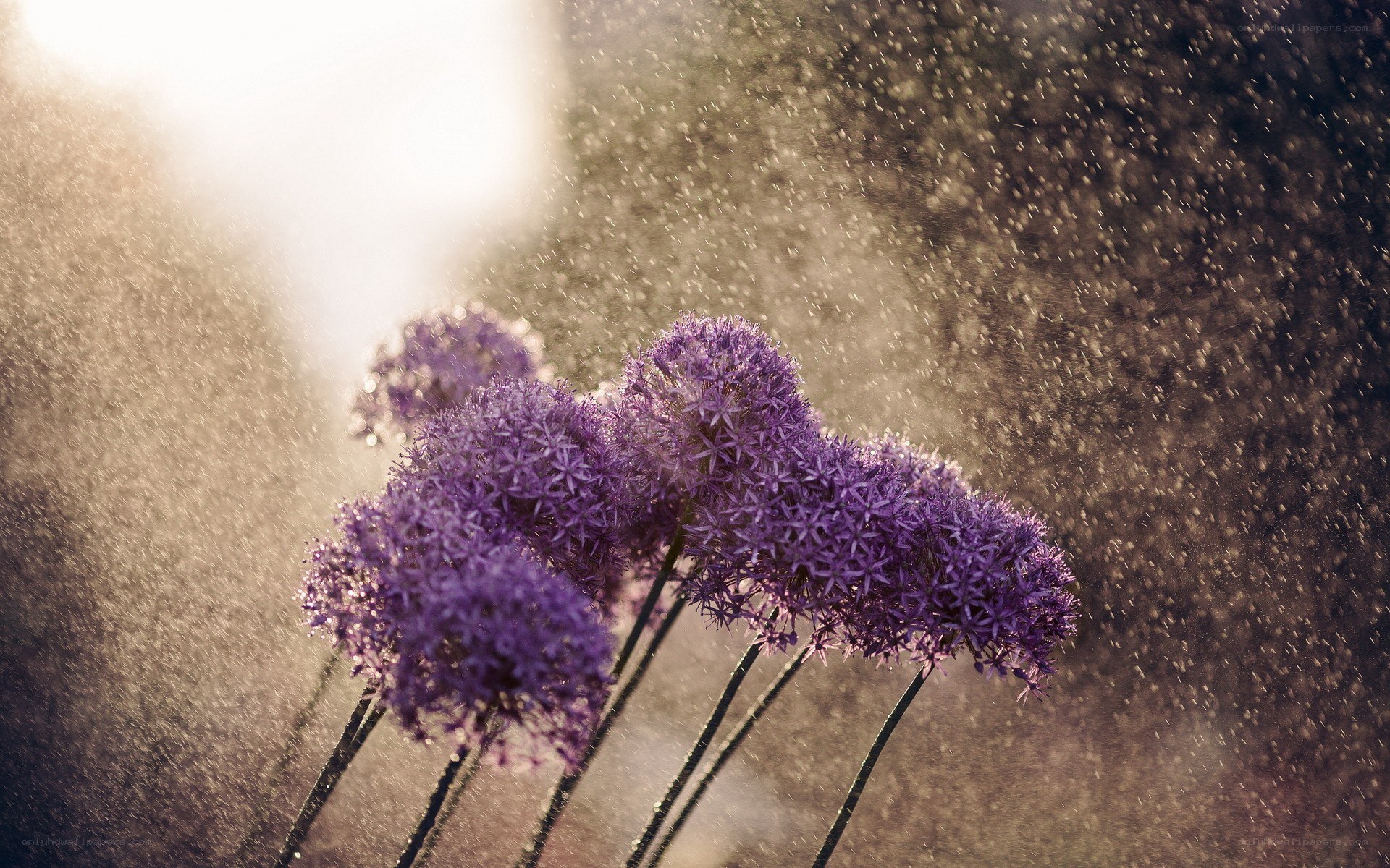 Purple flowers in a water spray