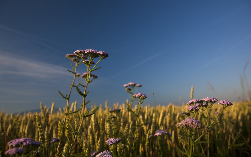 Purple flowers in a wheat field