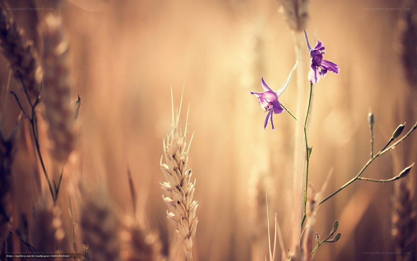 Purple flowers in a wheat field