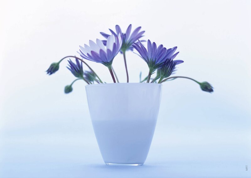 Purple flowers in a white vase