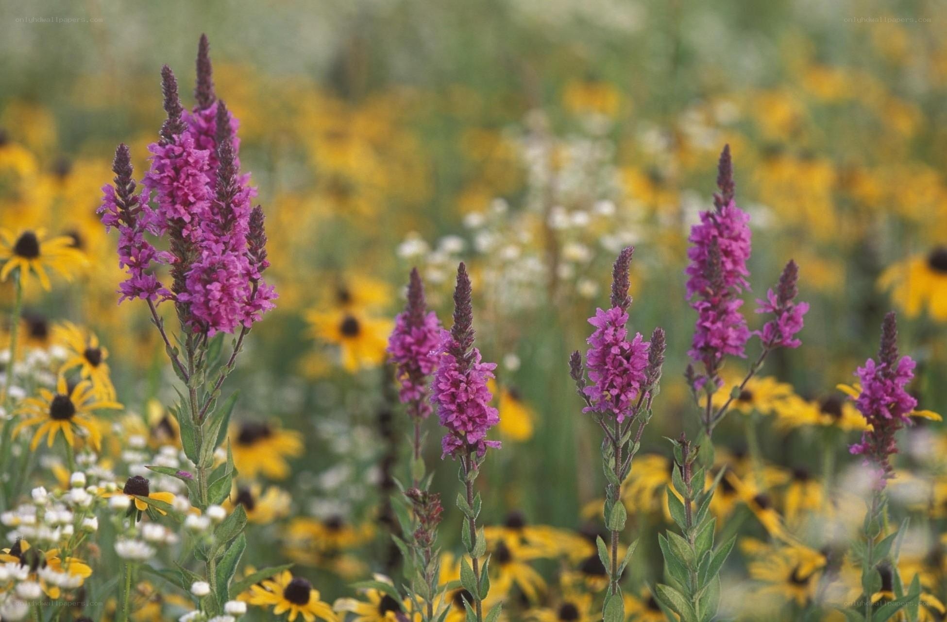 Purple flowers in a wildflower field