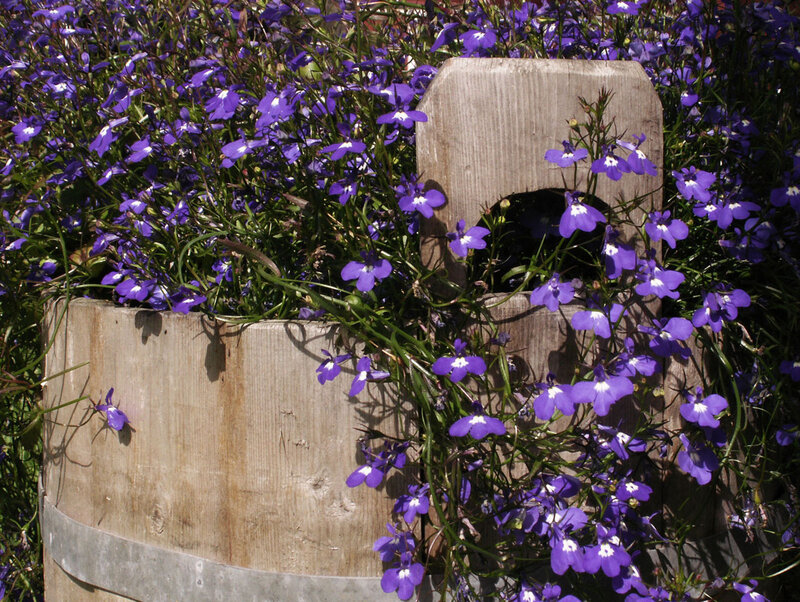 Purple flowers in a wooden barrel