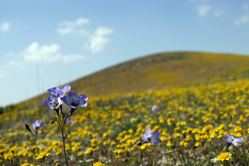 Purple flowers in a yellow field