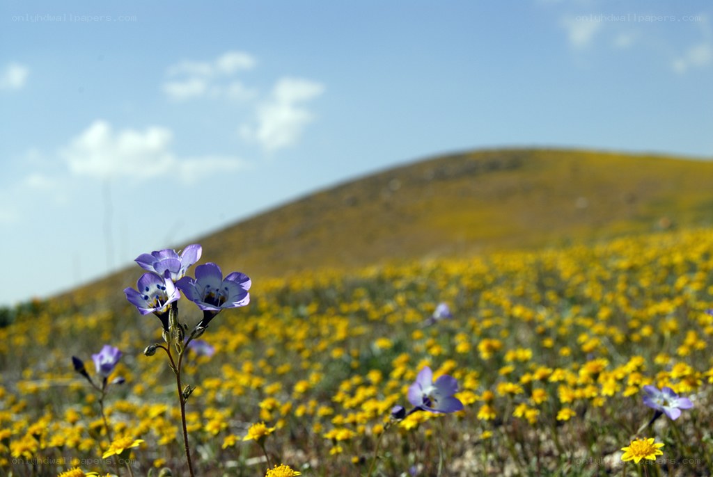 Purple flowers in a yellow field