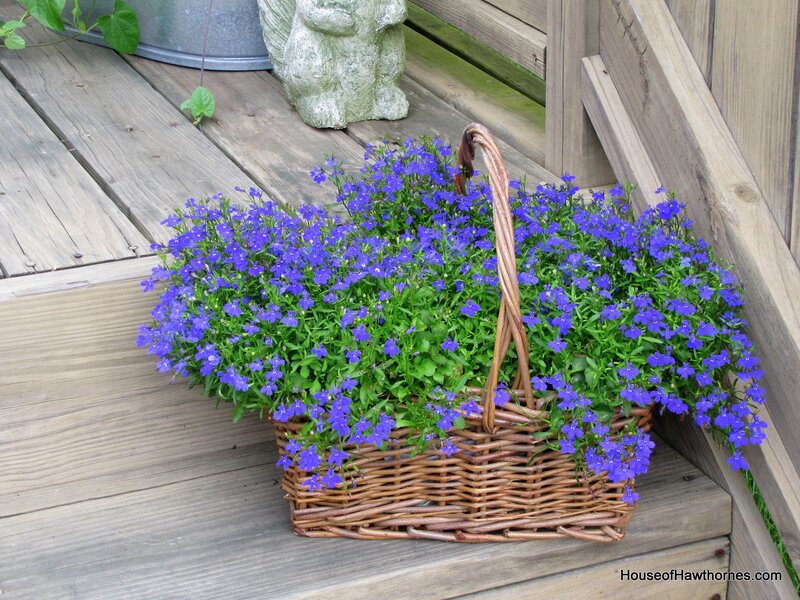 Purple Flowers in Basket — Blue, Calm