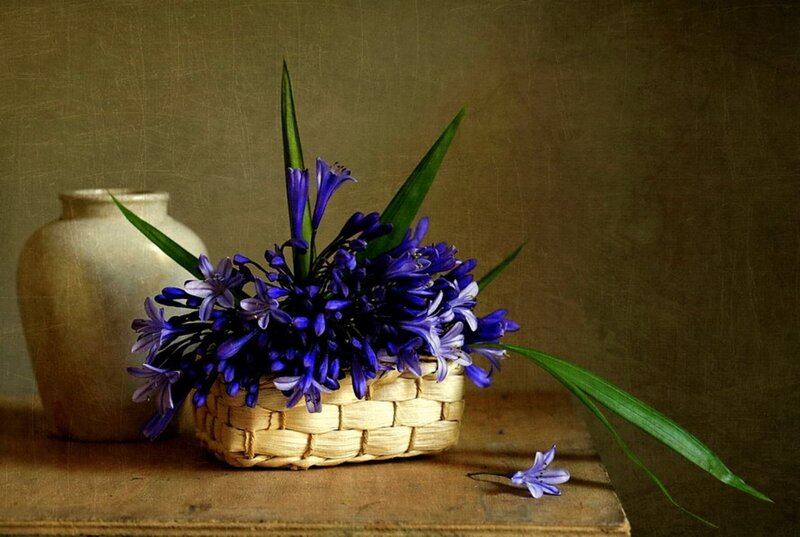 Purple Flowers in Basket — Blue