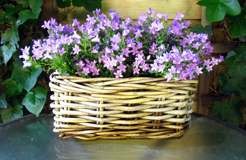 Purple Flowers in Basket — Calm, Afternoon, Photograph