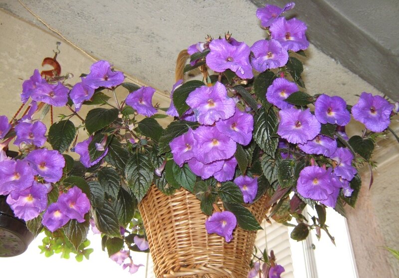 Purple Flowers in Basket — Calm, Afternoon