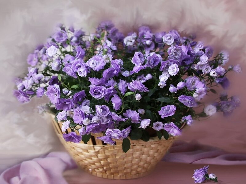 Purple Flowers in Basket — Calm, Photograph