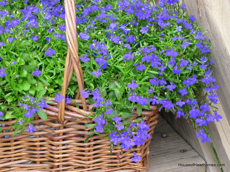 Purple Flowers in Basket — Calm, Summer