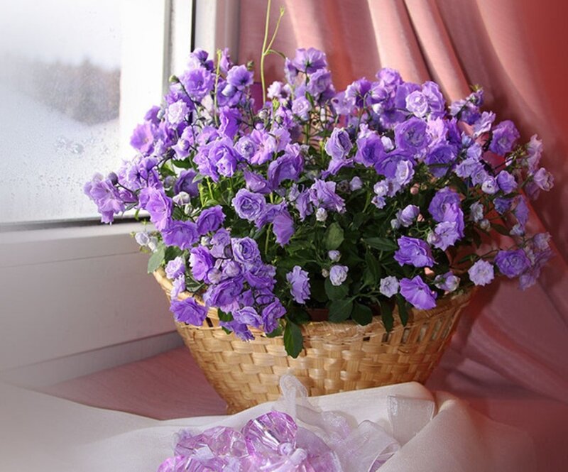 Purple Flowers in Basket — Calm, Winter