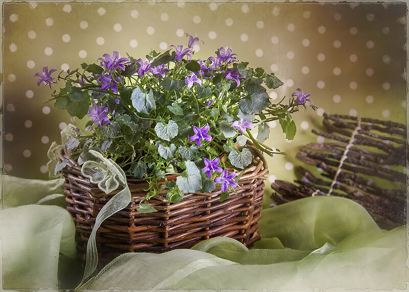 Purple Flowers in Basket — Green