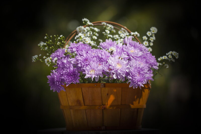 Purple Flowers in Basket — Serene, Afternoon, Photograph