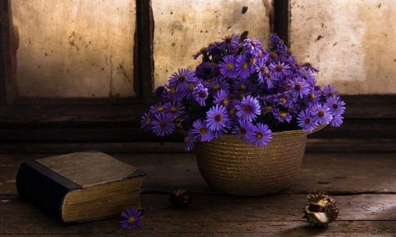 Purple Flowers in Basket — Serene, Afternoon