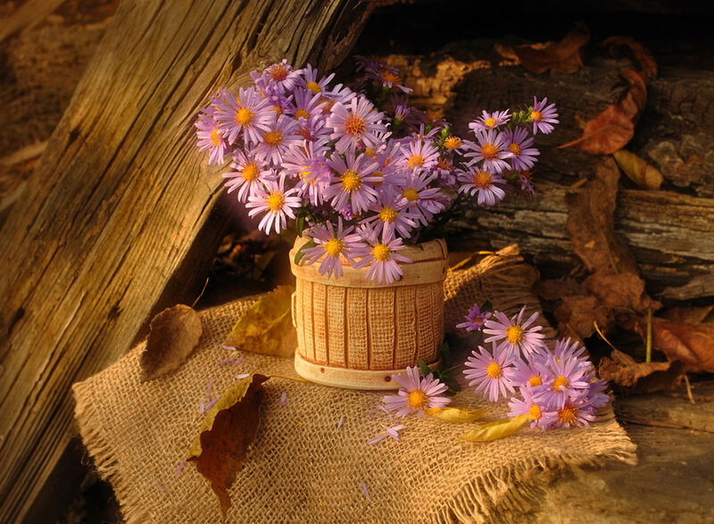 Purple Flowers in Basket — Serene, Autumn