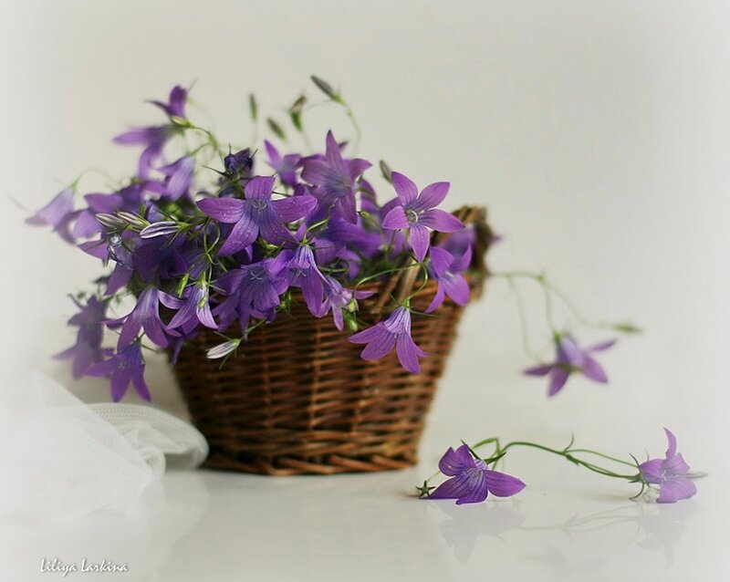 Purple Flowers in Basket — Serene, Photograph, Cloth