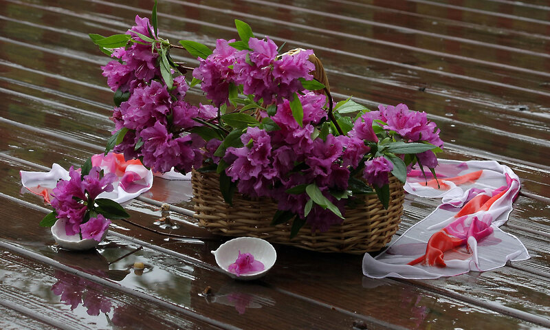 Purple Flowers in Basket — Serene, Spring, Photograph