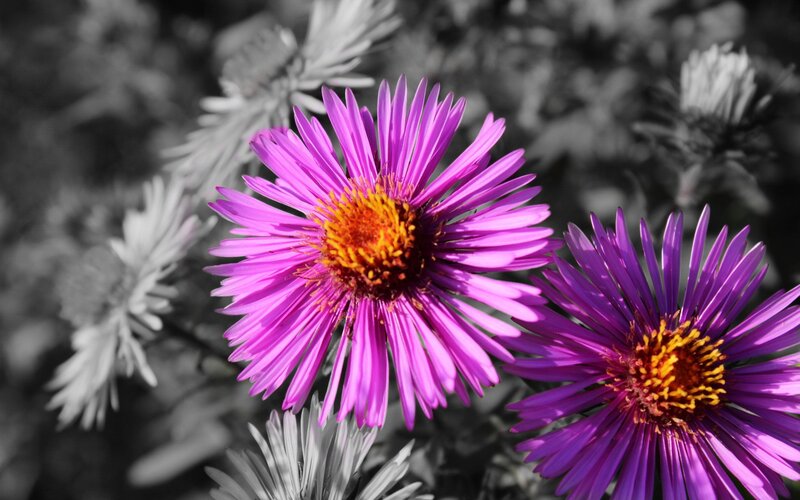 Purple flowers in black and white