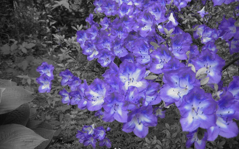 purple flowers in black and white