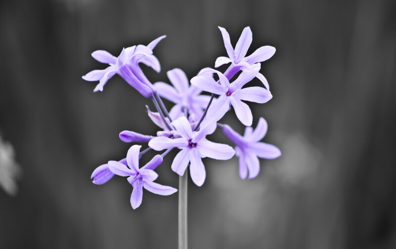 purple flowers in black and white